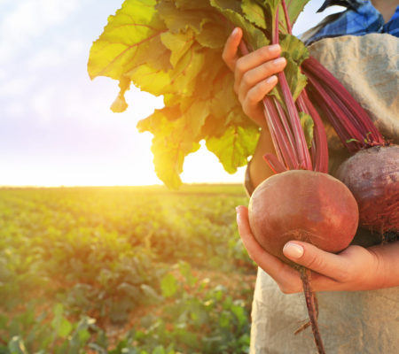 Agroalimentario, sector agrario