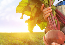 Secteur agroalimentaire